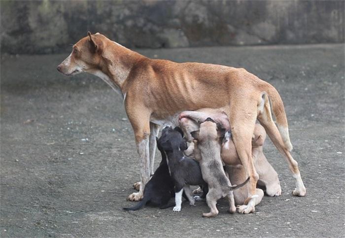 小型犬的魅力与特点，小型犬的魅力与独特特点