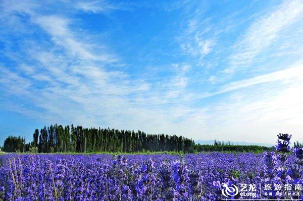 新疆薰衣草庄园，紫色的梦幻世界，新疆薰衣草庄园，紫色梦幻之旅