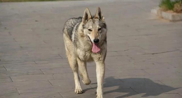 中国捷克狼犬，英勇与忠诚的完美结合，中国捷克狼犬，英勇与忠诚的卓越融合
