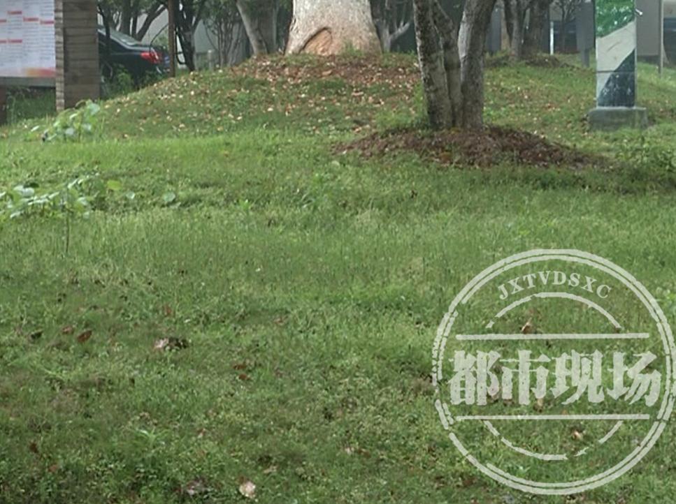 揭秘包一肖，风险背后的赔率逻辑，揭秘包一肖，赔率背后的风险逻辑揭秘