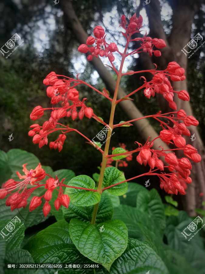 状元红资料免费大全，探索与共享，状元红资料探索与共享，免费资源大放送